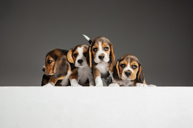 Free Photo beagle tricolor puppies are posing. cute white-braun-black doggies or pets playing on grey wall. look attented and playful. concept of motion, movement, action. negative space.