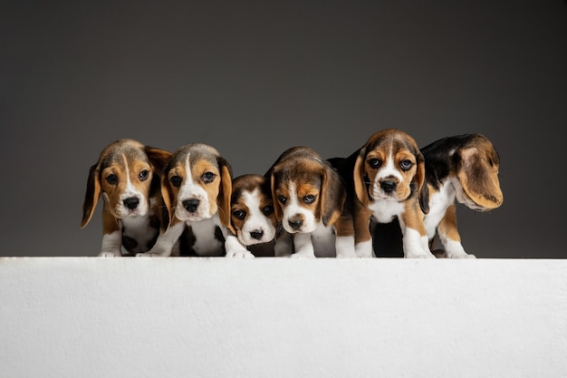 Free photo beagle tricolor puppies are posing. cute white-brown-black doggies or pets playing on grey background. look attented and playful