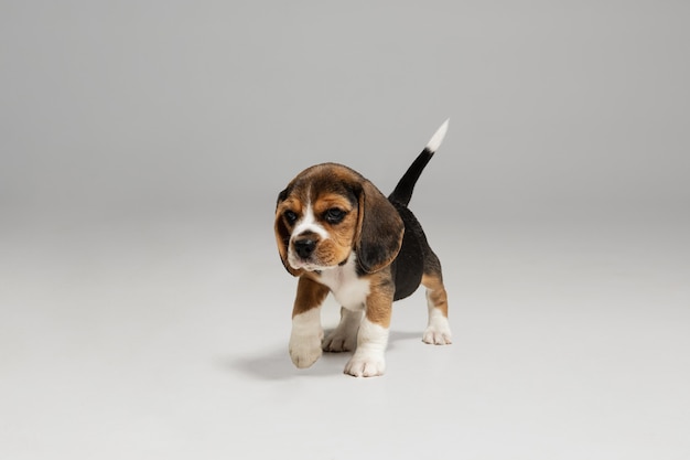 Free Photo beagle tricolor puppy is posing. cute white-braun-black doggy or pet is playing on white background.