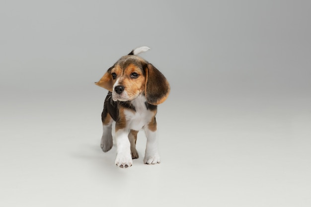 Free photo beagle tricolor puppy is posing. cute white-braun-black doggy or pet is playing on white background.