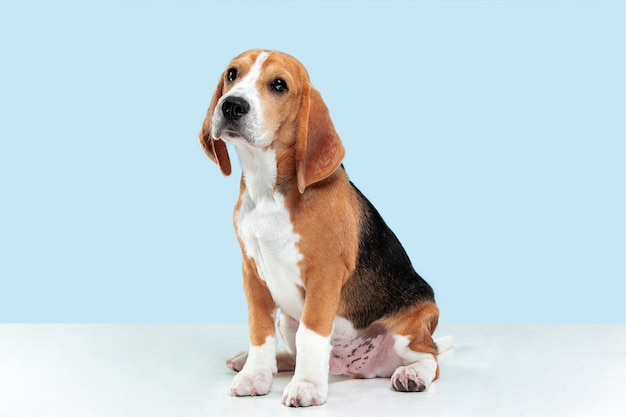 Free photo beagle tricolor puppy is posing. cute white-braun-black doggy or pet is sitting on blue background. looks attented and sad. studio photoshot. concept of motion, movement, action. negative space.