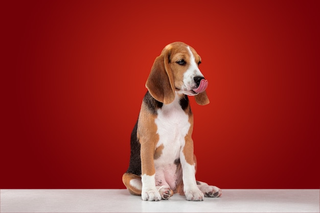 Free photo beagle tricolor puppy is posing. cute white-braun-black doggy or pet is sitting on red background. looks attented and sad. studio photoshot. concept of motion, movement, action. negative space.