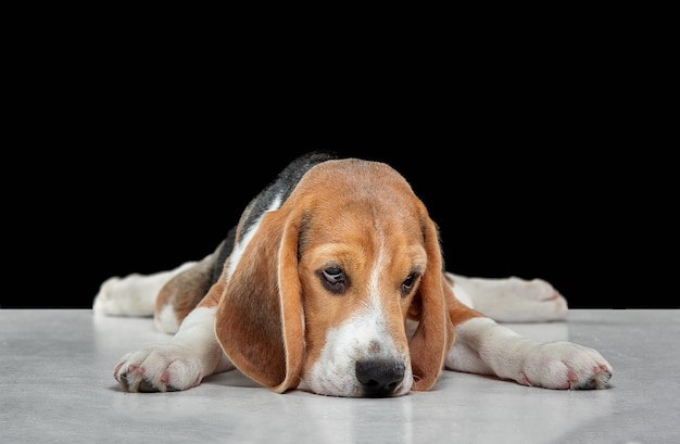 Beagle tricolor puppy is posing