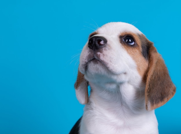 Beagles puppies looking up