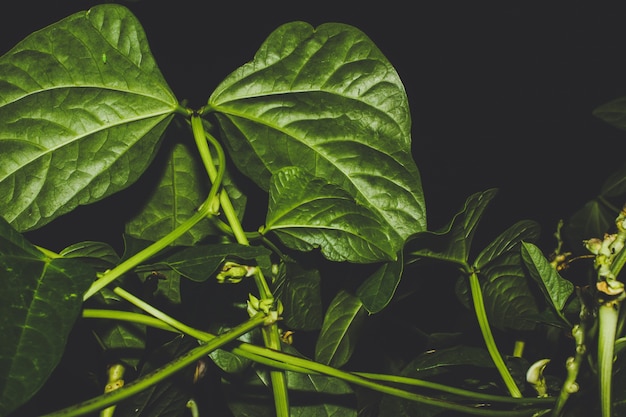 Free photo beanstalk leaves at night