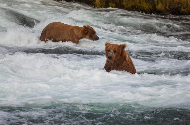 Free photo bear on alaska