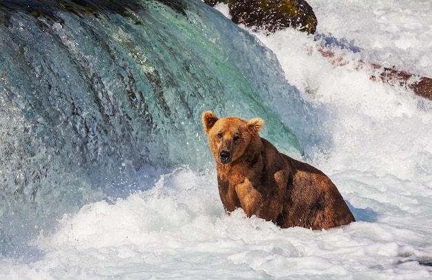 Bear on Alaska