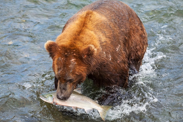 Free Photo bear on alaska