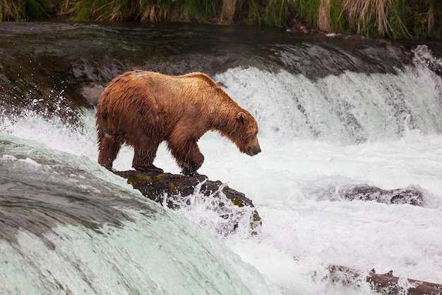 Bear on Alaska