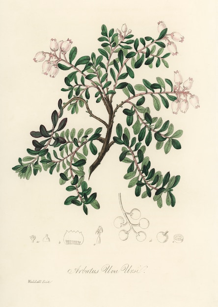 Free photo bearberry (arbutus uva ursi) illustration from medical botany (1836)