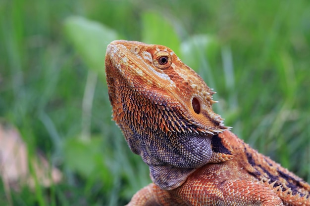 Free Photo bearded dragon red het hypo closeup