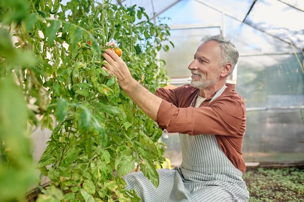 A bearded man in the greenhouse with tomatoes in hands