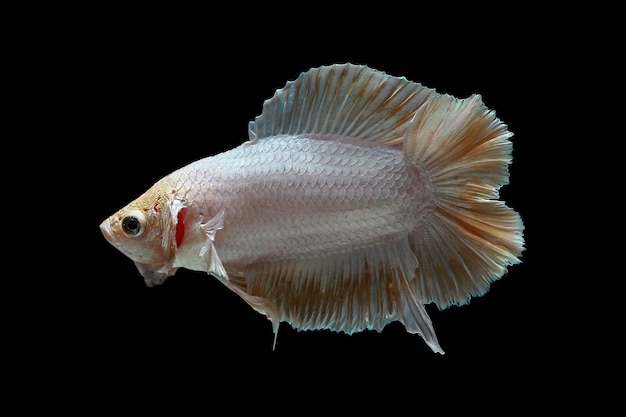 Free photo beatiful betta fish moveing with black background