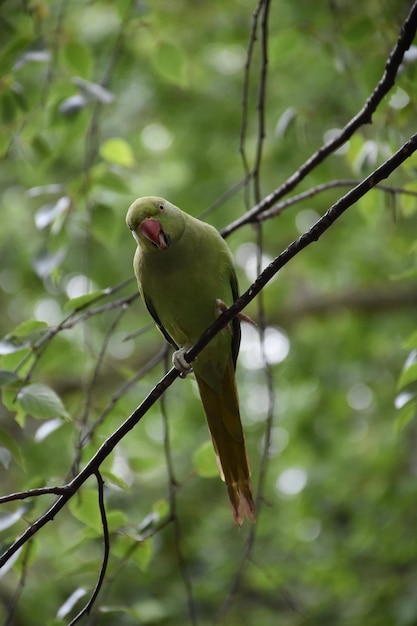 Free Photo beatiful small green parrot perched on a thin branch in a tree