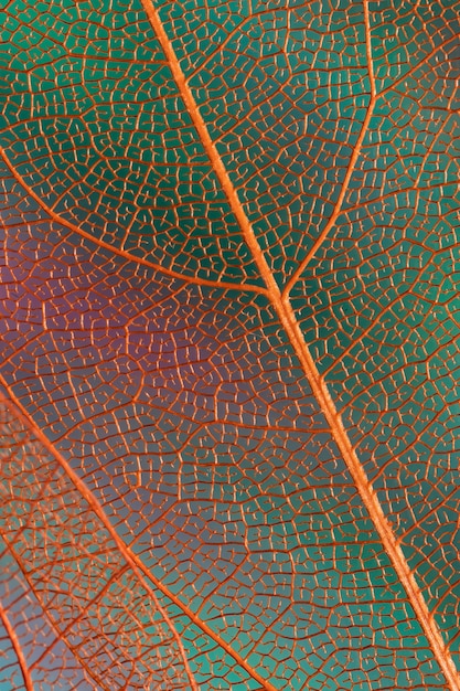 Beautiful abstract autumn leaves with orange veins