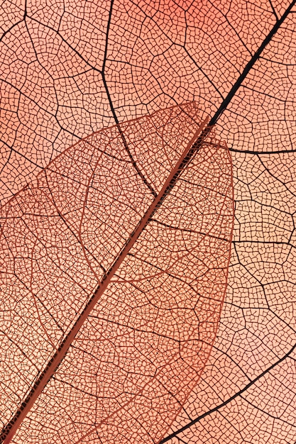 Free photo beautiful abstract autumn leaves