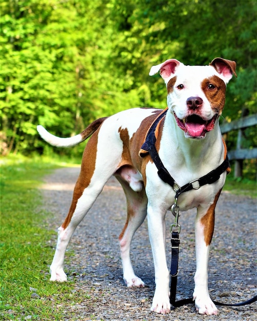 Beautiful and adorable pit bull standing on the ground