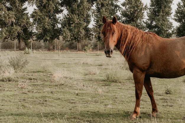 Free photo beautiful adult brown horse in a field at a ranch