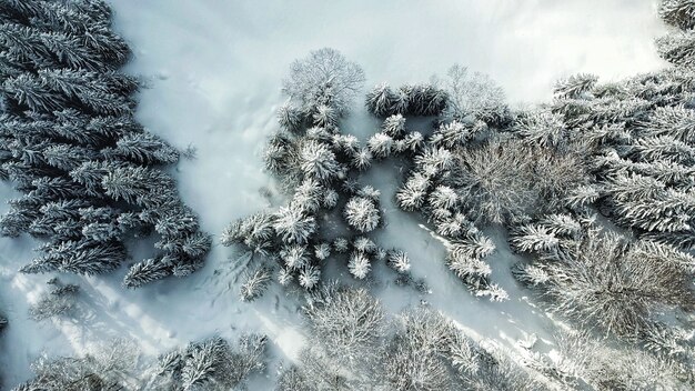 Beautiful aerial view of a forest with trees covered in snow during winter