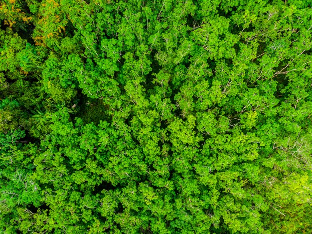 Beautiful aerial view of nature trees in the forest