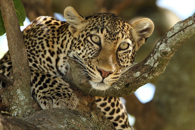 Free photo beautiful african leopard on a branch of a tree