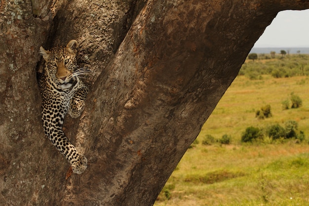 Beautiful African Leopard sitting on a big tree trunk in the middle of the jungle