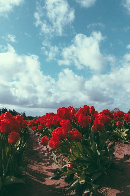 Free photo beautiful agricultural field of red tulips growing under a breathtaking cloudy sky