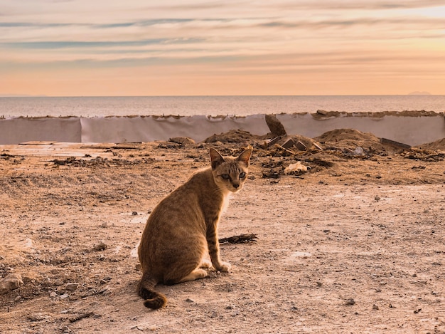 Free Photo beautiful animal over landscape