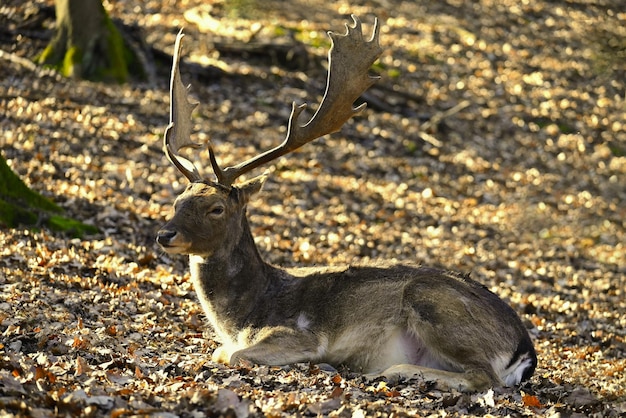 Free photo beautiful animal in a wild  nature fallow deer dama dama colorful natural background