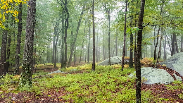 Free photo beautiful area in a forest with tall trees