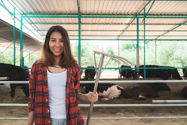 Beautiful asian woman or farmer with and cows in cowshed on dairy farm-Farming