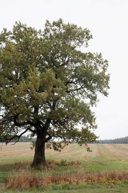 Free Photo beautiful autumn landscape