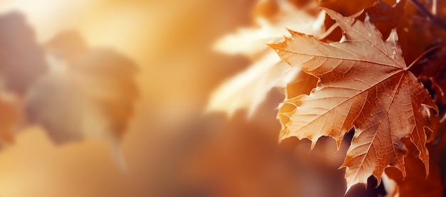 Beautiful Autumn Leaves on Autumn Red Background Sunny Daylight Horizontal Toning