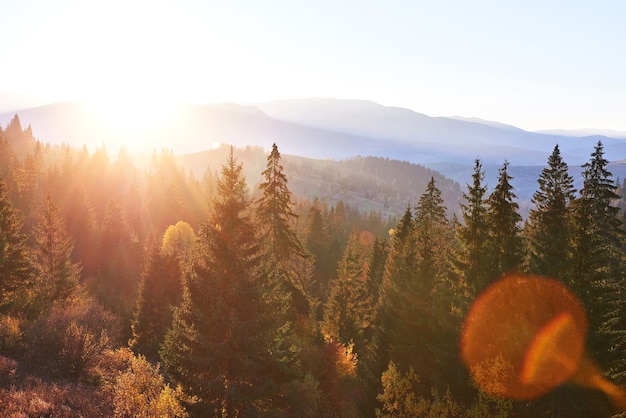 Free photo beautiful autumn morning on view point above deep forest valley in carpathians, ukraine, europe.