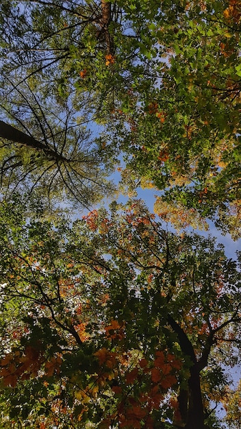 Beautiful autumn trees with colorful leaves on a clear blue sky