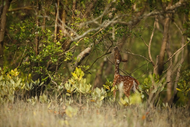 Beautiful axis deer from Sundarbans tiger reserve in India