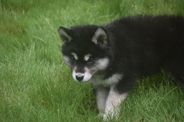 Beautiful baby alaskan husky playing in the grass