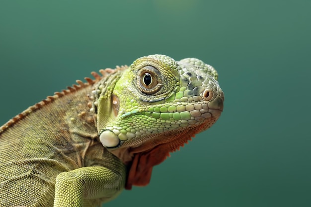 Beautiful baby red iguana closeup head on wood animal closeup