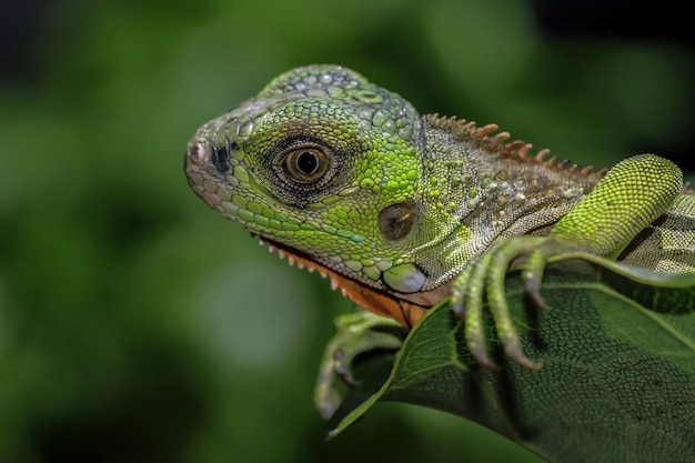 Free photo beautiful baby red iguana closeup head on wood animal closeup