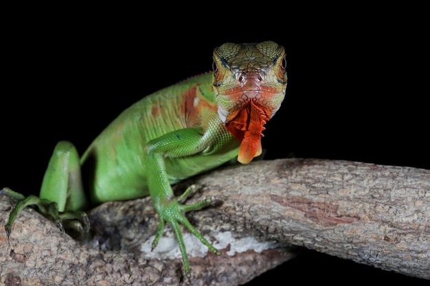 Beautiful baby red iguana closeup head on wood animal closeup