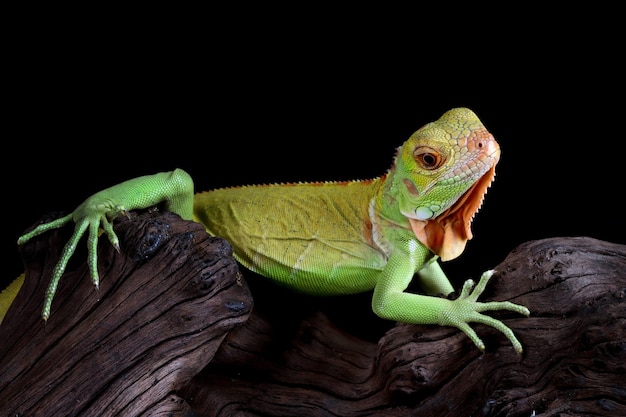 Free photo beautiful baby red iguana closeup head on wood animal closeup