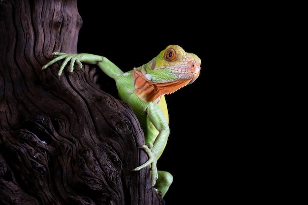 Beautiful baby red iguana closeup head on wood animal closeup