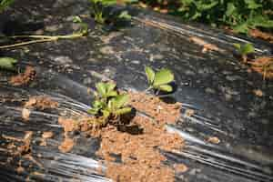 Free photo beautiful background for gardening concepts