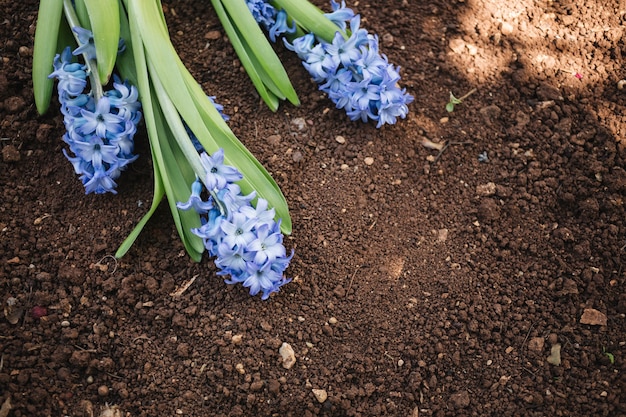 Free photo beautiful background for gardening concepts