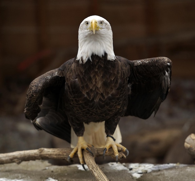 Beautiful bald eagle perched on a branch