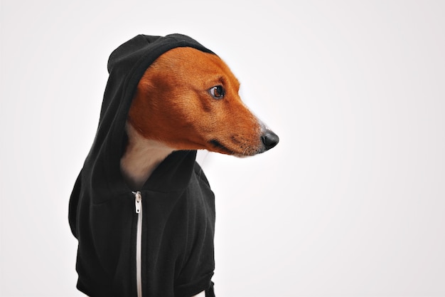 Free Photo beautiful basenji dog in black hoodie with hood on looking sideways with white walls