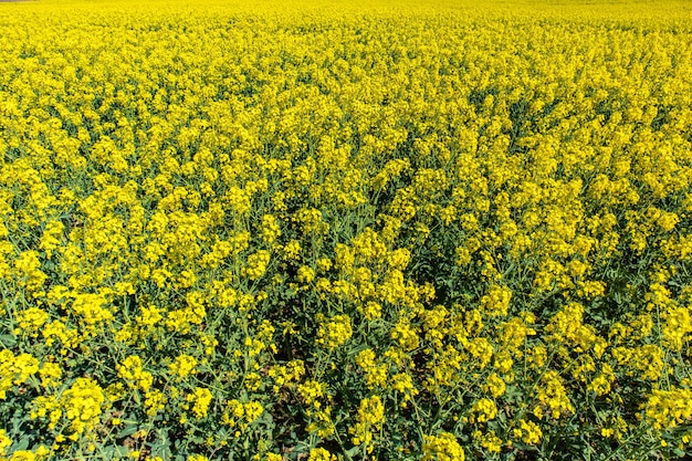 Beautiful bast field with green wildflowers and a blue sky