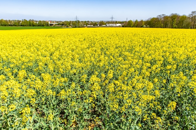 Beautiful bast field with green wildflowers and a blue sky