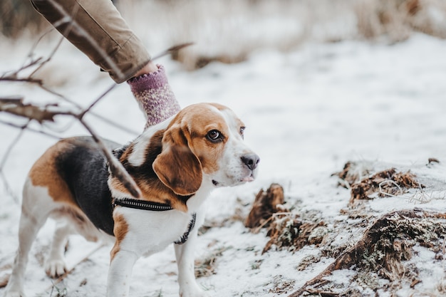 Free photo beautiful beagle dog walking in the winter forest in the daytime