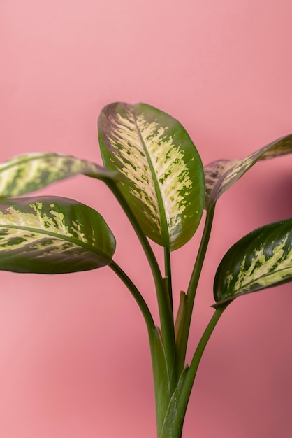 Beautiful bicolor plant details